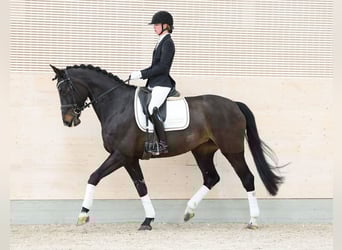 Hanoverian, Mare, 9 years, 17 hh, Smoky-Black