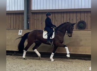 Hanoverian, Mare, 9 years, 17,1 hh, Brown