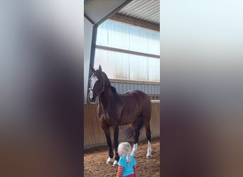 Hanoverian, Mare, 9 years, 17,1 hh, Brown-Light