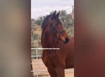 Hanoverian, Mare, 9 years, 17,2 hh, Brown