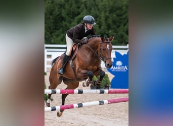 Hanoverian, Mare, 9 years, Bay