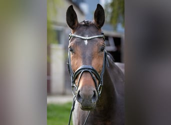 Hanoverian, Mare, 9 years, Brown