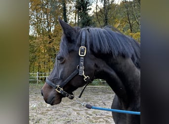 Hanoverian, Mare, 9 years, Smoky-Black