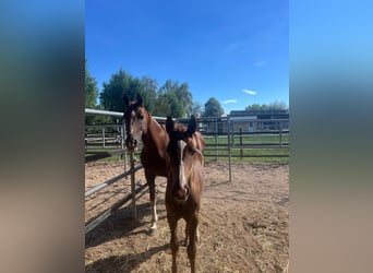 Hanoverian, Mare, Foal (05/2026), 12.2 hh, Chestnut