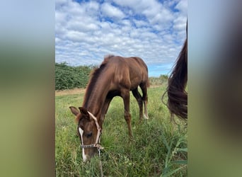 Hanoverian, Mare, Foal (05/2026), 12.2 hh, Chestnut