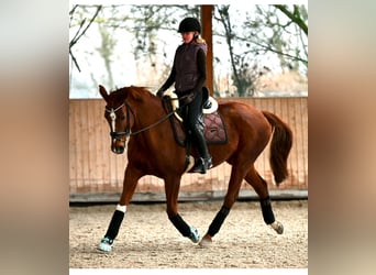 Hanoverian, Mare, Foal (05/2026), 12.2 hh, Chestnut