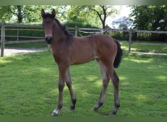 Hanoverian, Mare, Foal (04/2026), 16.1 hh, Bay-Dark