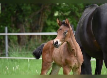 Hanoverian, Mare, Foal (04/2026), 16.1 hh, Bay-Dark