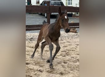 Hanoverian, Mare, , 16,1 hh, Bay-Dark