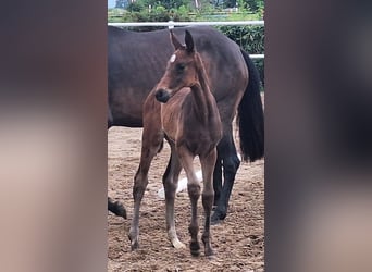 Hanoverian, Mare, , 16,1 hh, Bay-Dark