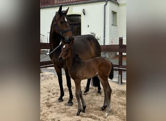 Hanoverian, Mare, , 16,1 hh, Bay-Dark