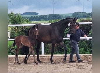 Hanoverian, Mare, , 16,1 hh, Bay-Dark