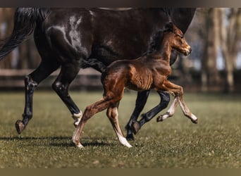 Hanoverian, Mare, Foal (04/2026), 16.1 hh, Bay-Dark
