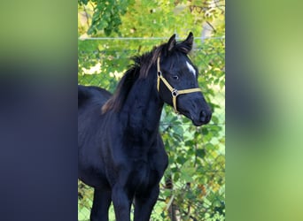 Hanoverian, Mare, Foal (04/2026), 16.1 hh, Black