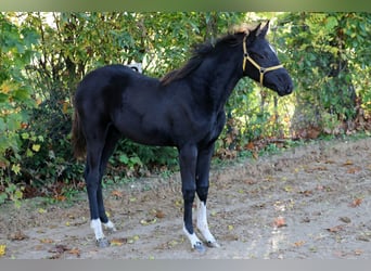 Hanoverian, Mare, Foal (04/2026), 16.1 hh, Black