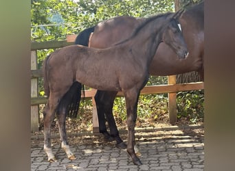 Hanoverian, Mare, Foal (04/2026), 16.1 hh, Black