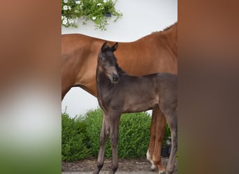 Hanoverian, Mare, Foal (05/2024), 16,1 hh, Black