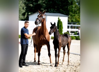 Hanoverian, Mare, Foal (05/2024), 16,1 hh, Black