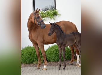 Hanoverian, Mare, Foal (05/2024), 16,1 hh, Black