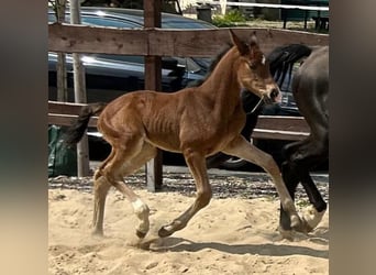 Hanoverian, Mare, Foal (04/2024), 16,1 hh, Brown