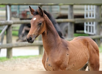 Hanoverian, Mare, Foal (05/2024), 16,1 hh, Brown