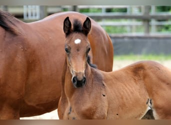 Hanoverian, Mare, Foal (05/2024), 16,1 hh, Brown