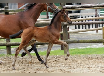 Hanoverian, Mare, Foal (05/2024), 16,1 hh, Brown