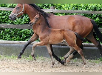 Hanoverian, Mare, Foal (05/2024), 16,1 hh, Brown