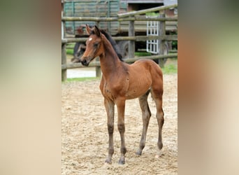 Hanoverian, Mare, Foal (05/2024), 16,1 hh, Brown