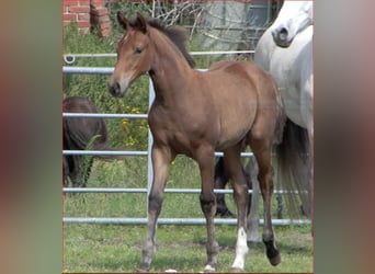 Hanoverian, Mare, Foal (05/2023), 16.1 hh, Brown