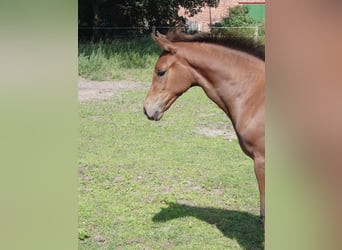 Hanoverian, Mare, Foal (05/2023), 16.1 hh, Brown