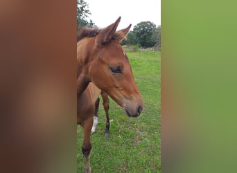 Hanoverian, Mare, Foal (05/2023), 16.1 hh, Brown