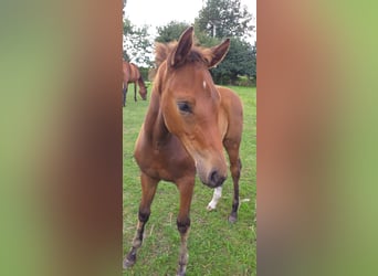 Hanoverian, Mare, Foal (05/2023), 16.1 hh, Brown