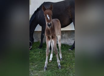 Hanoverian, Mare, Foal (04/2026), 16.1 hh, Brown