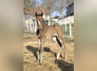 Hanoverian, Mare, Foal (04/2026), 16.1 hh, Brown