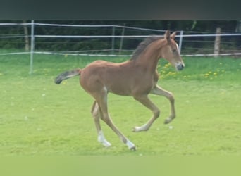 Hanoverian, Mare, Foal (05/2026), 16.1 hh, Brown