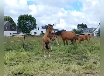 Hanoverian, Mare, Foal (04/2026), 16.1 hh, Brown