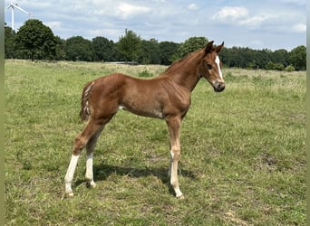 Hanoverian, Mare, Foal (05/2024), 16,1 hh, Chestnut