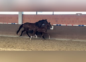 Hanoverian, Mare, Foal (05/2024), 16,1 hh, Chestnut