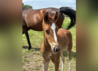 Hanoverian, Mare, Foal (05/2024), 16,1 hh, Chestnut