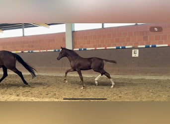 Hanoverian, Mare, Foal (05/2024), 16,1 hh, Chestnut