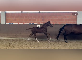 Hanoverian, Mare, Foal (05/2024), 16,1 hh, Chestnut