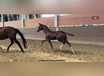 Hanoverian, Mare, Foal (05/2024), 16,1 hh, Chestnut