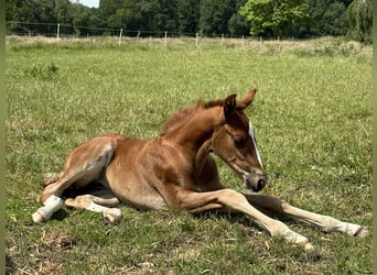 Hanoverian, Mare, Foal (05/2024), 16,1 hh, Chestnut