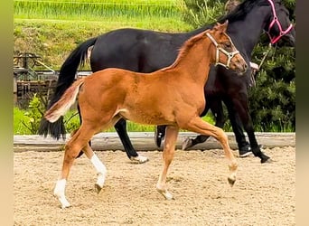Hanoverian, Mare, Foal (03/2026), 16.1 hh, Chestnut