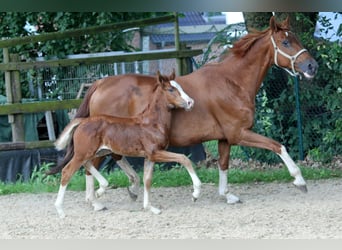 Hanoverian, Mare, Foal (05/2024), 16.1 hh, Chestnut