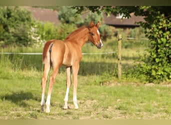 Hanoverian, Mare, Foal (05/2024), 16,1 hh, Chestnut-Red