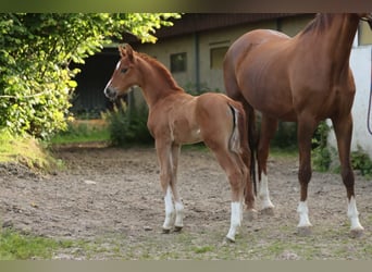 Hanoverian, Mare, Foal (05/2024), 16,1 hh, Chestnut-Red