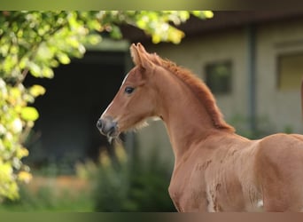 Hanoverian, Mare, Foal (05/2024), 16,1 hh, Chestnut-Red