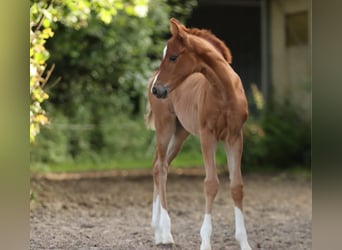 Hanoverian, Mare, Foal (05/2024), 16,1 hh, Chestnut-Red